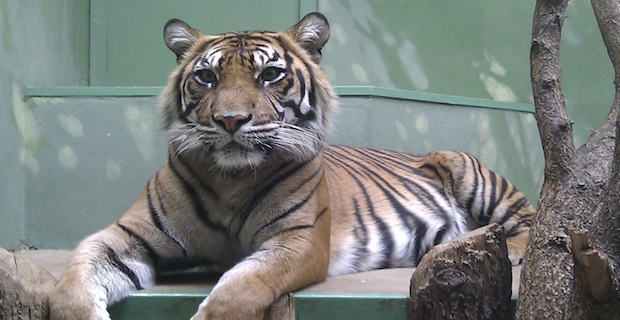 Animal