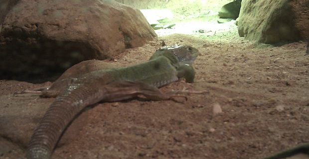 Animal